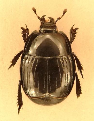 Réf. 201 317 : Atholus praetermissus